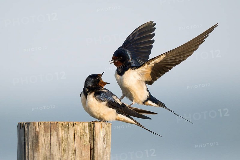 Male barn swallow (Hirundo rustica) approaching the female for mating, Hesse, Germany, Europe