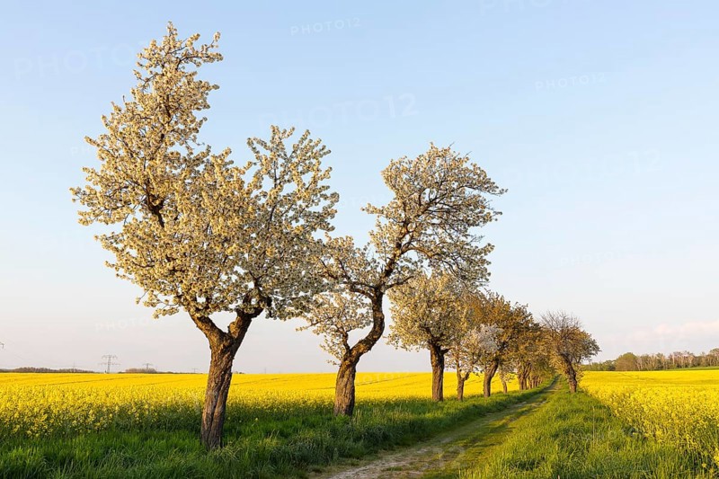 Alley with blossoming fruit trees between rape fields in bloom, field path near Wölkisch, Saxon Elbland, Saxony, Germany, Europe