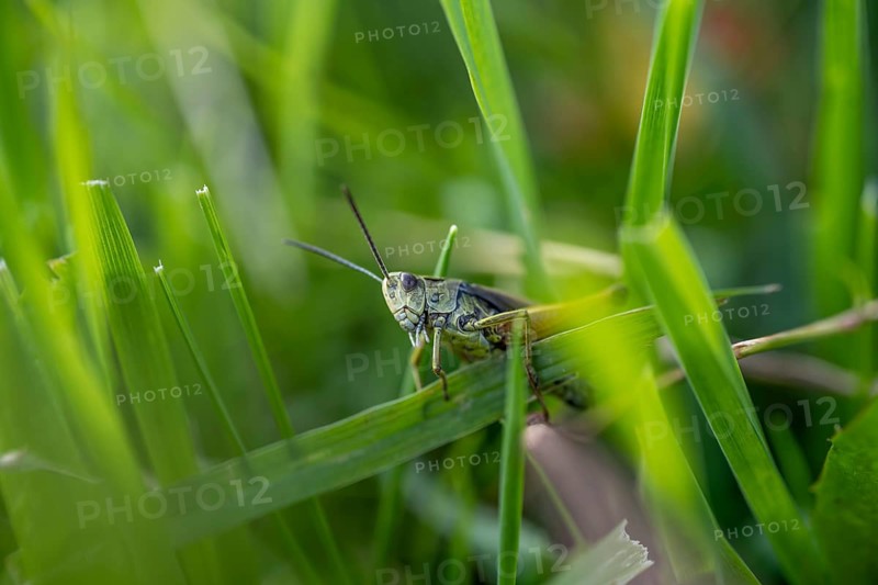 Great green bush cricket (locusta), grasshopper, on a blade of grass in a meadow, Tyrol, Austria, Europe
