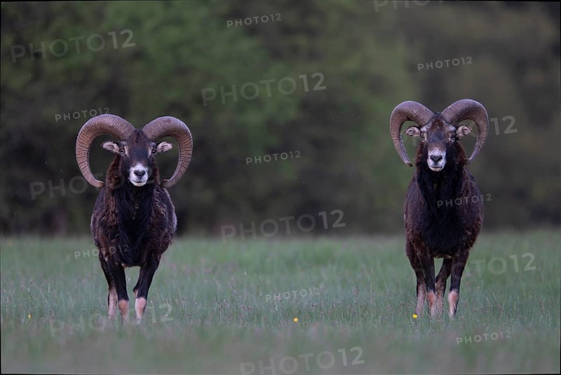 European mouflon (Ovis gmelini musimon, Syn.: Ovis orientalis musimon, Ovis aries musimon), Gerolstein, Eifel, Rhineland-Palatinate, Germany, Europe