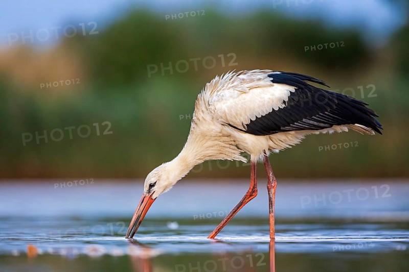 White Stork (Ciconia ciconia) foraging in shallow water, Saxony-Anhalt, Germany, Europe