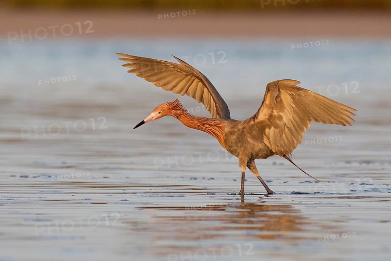 Reddish Egret (Egretta rufescens), Florida, USA, North America