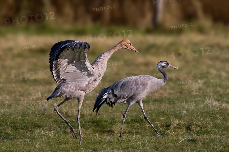 Common Crane (Grus grus) juvenile, Mecklenburg-Western Pomerania, Germany, Europe