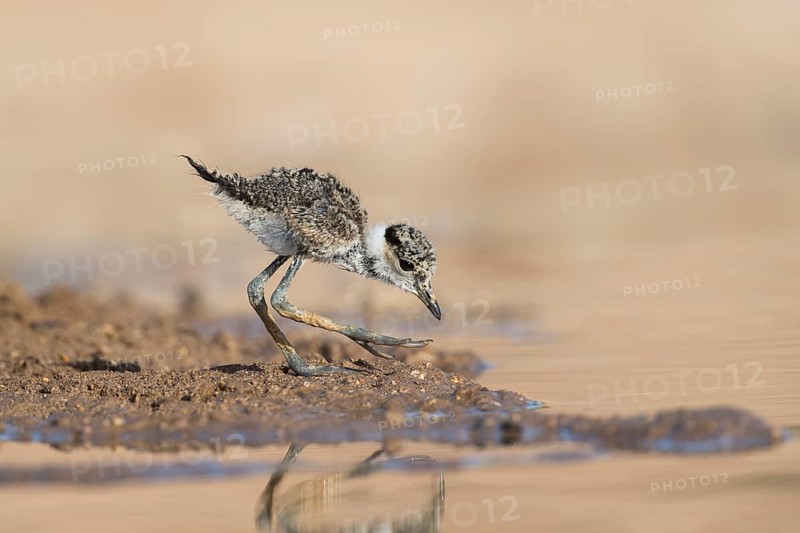 Spur-winged Lapwing (Vanellus spinosus) chick foraging, Eilat Israel