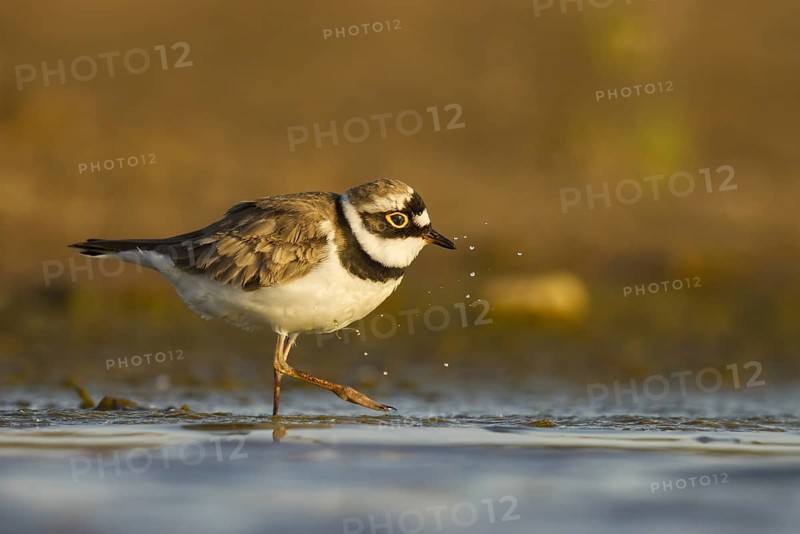 Little Ringed Plover (Charadrius dubius) female foraging, North Rhine-Westphalia, Germany, Europe