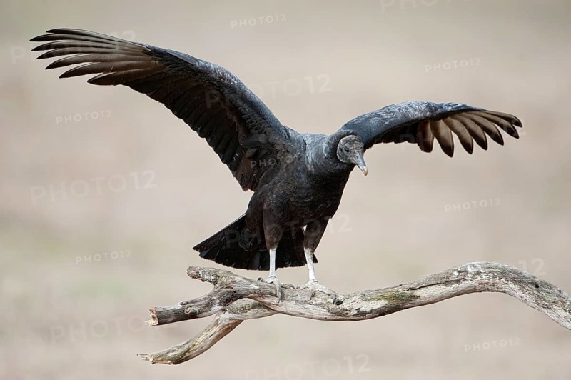 Black Vulture (Coragyps atratus), Texas, USA, North America