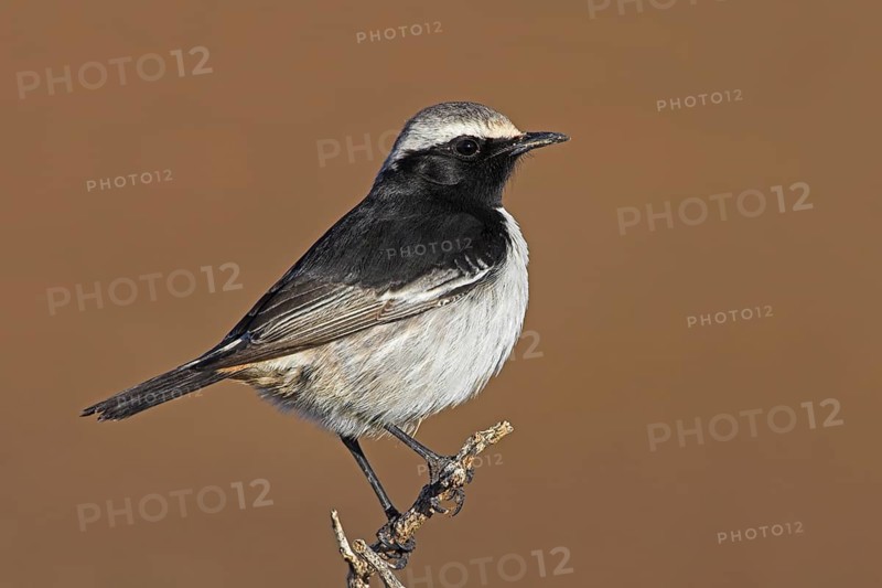 Red-rumped Wheatear (Oenanthe moesta) male, Morocco, Africa