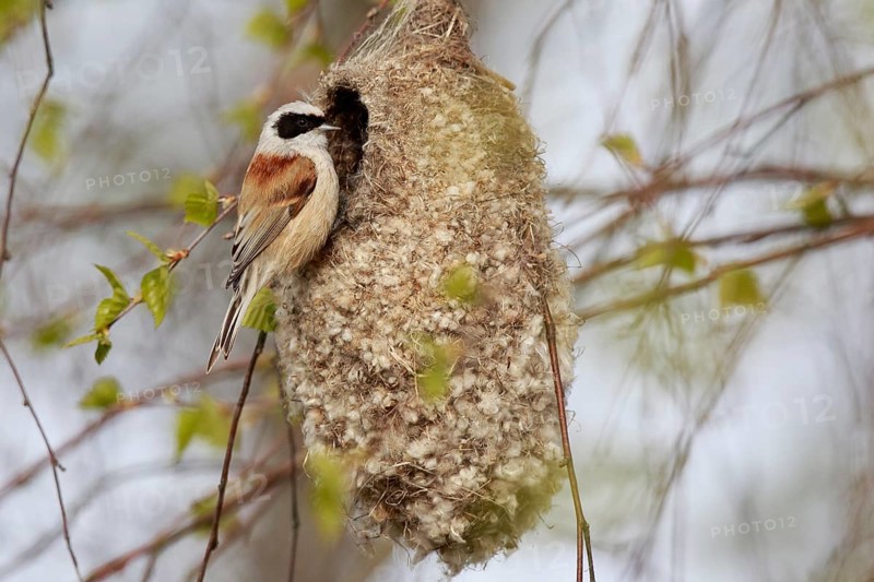 Eurasian Penduline Tit (Remiz pendulinus) female at nest, Poland, Europe