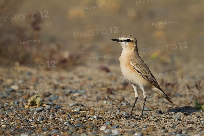 Isabelline Wheatear (Oenanthe isabellina), Oman, Asia