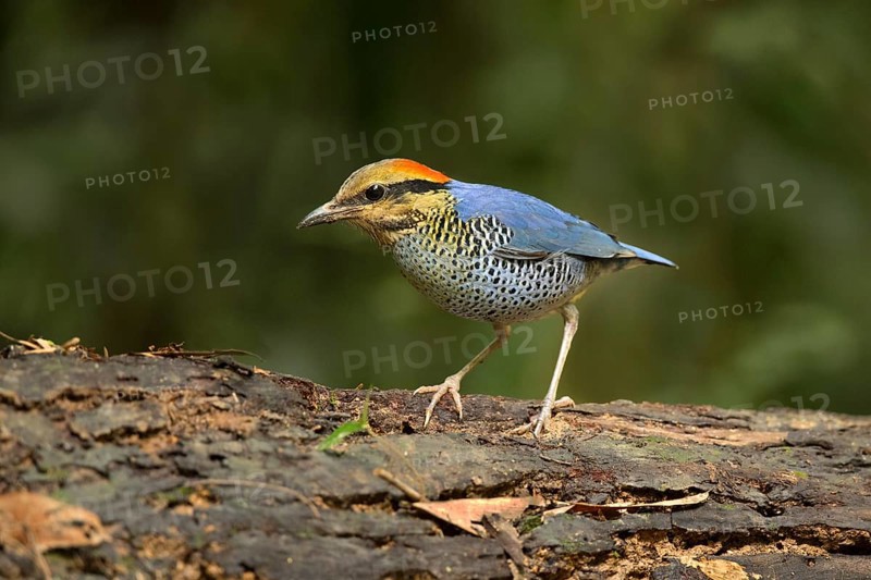 Blue Pitta (Hydrornis cyaneus) male perched on an old tree trunk, Kaeng Krachan, Thailand, Asia
