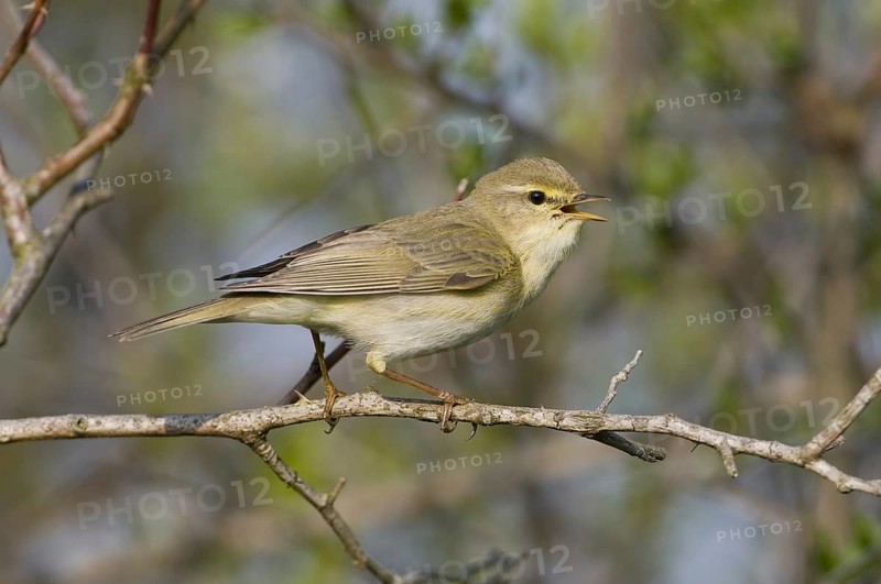 Willow Warbler (Phylloscopus trochilus), Saxony, Germany, Europe