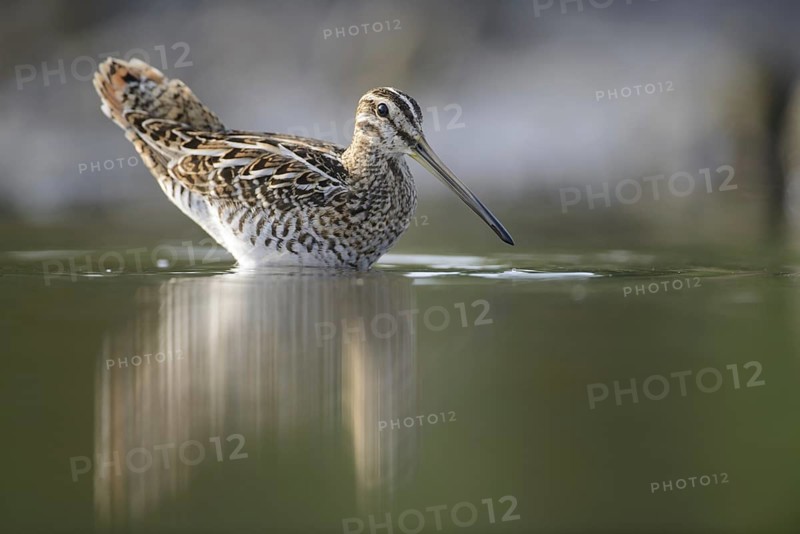 Common Snipe (Gallinago gallinago), Thuringia, Germany, Europe