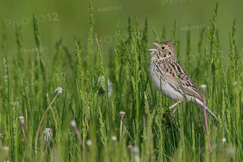 Baird's Sparrow (Ammodramus bairdii) perched on a branch in Alberta, Canada, North America