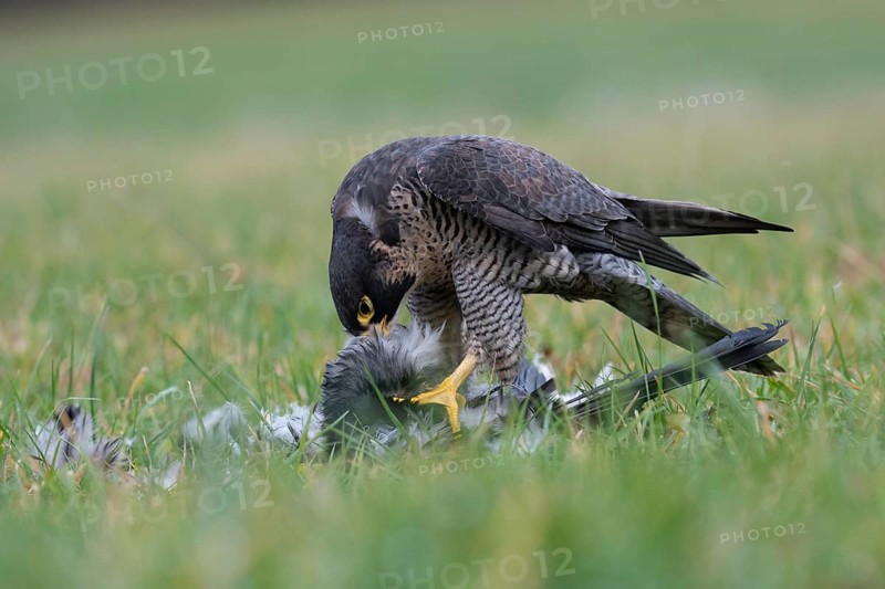 Peregrine Falcon (Falco peregrinus) captive, with prey, Saxony, Germany, Europe