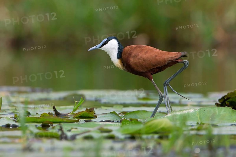 African Jacana (Actophilornis africanus) foraging, Uganda, Africa