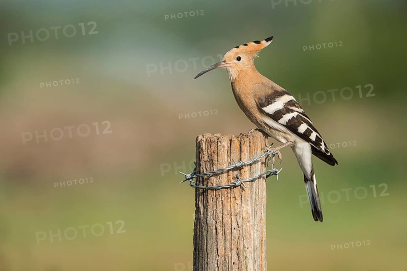 Eurasian Hoopoe (Upupa epops) perched on a post, Aosta Valley, Italy, Europe