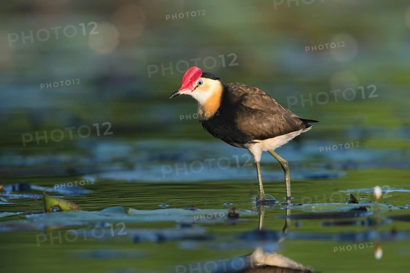 Comb-crested Jacana (Irediparra gallinacea), Queensland, Australia, Oceania