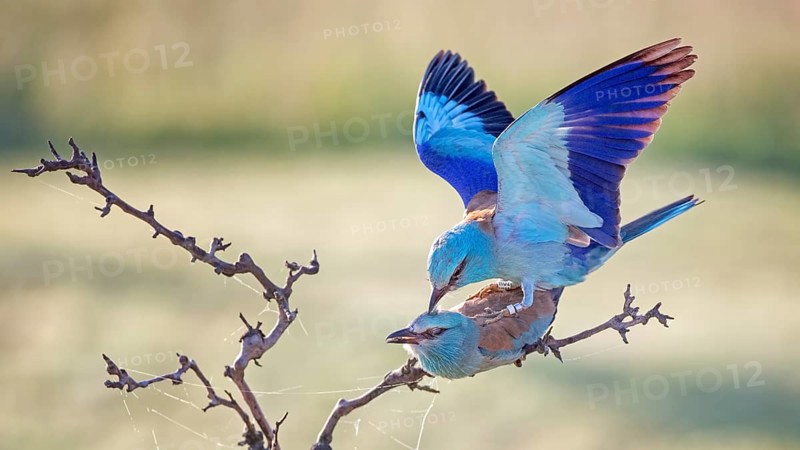 European Roller (Coracias garrulus) pair mating, Hungary, Europe