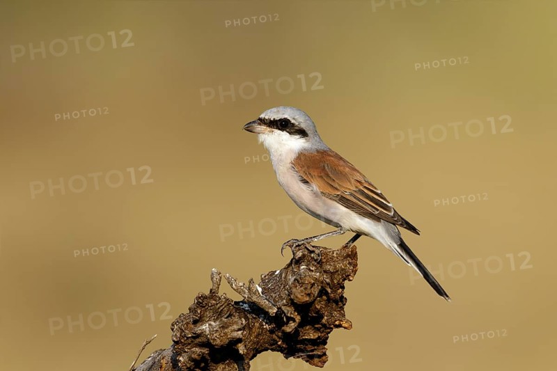 Grauwe Klauwier man zittend op stam, Red-backed Shrike male sitting on branch