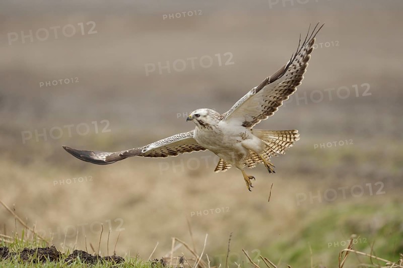 Common Buzzard (Buteo buteo) flying, North Rhine-Westphalia, Germany, Europe