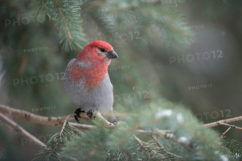 Pine Grosbeak (Pinicola enucleator) male perched on a branch, Wyoming, USA, North America