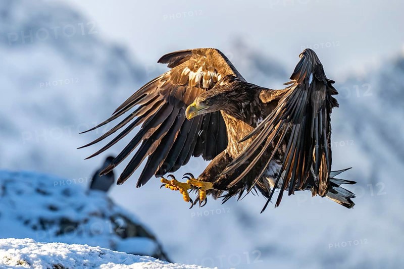 White-tailed eagle (Haliaeetus albicilla), in flight, Lofoten, Norway, Europe
