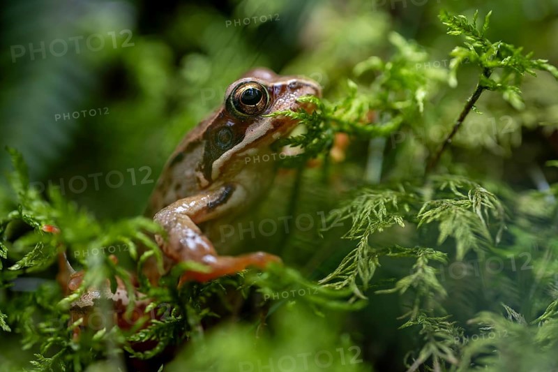 Grass frog (Rana temporaria) in moss, close-up, Tyrol, Austria, Europe