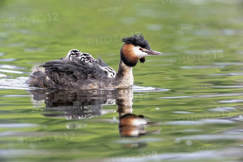 Great Crested Grebe (Podiceps Scalloped ribbonfish) with juveniles, Emsland, Lower Saxony, Germany, Europe