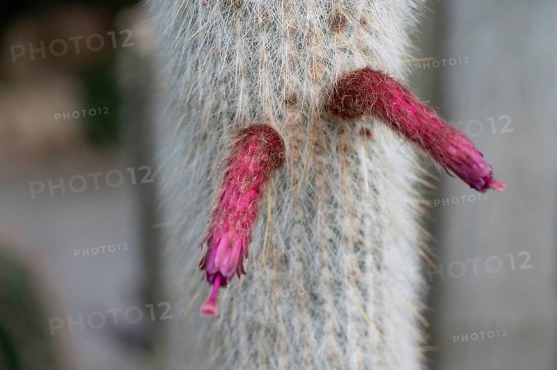 Blossoms of the silver candle cactus (Cleistocactus strausii), Botanical Garden, Erlangen, Middle Franconia, Bavaria, Germany, Europe