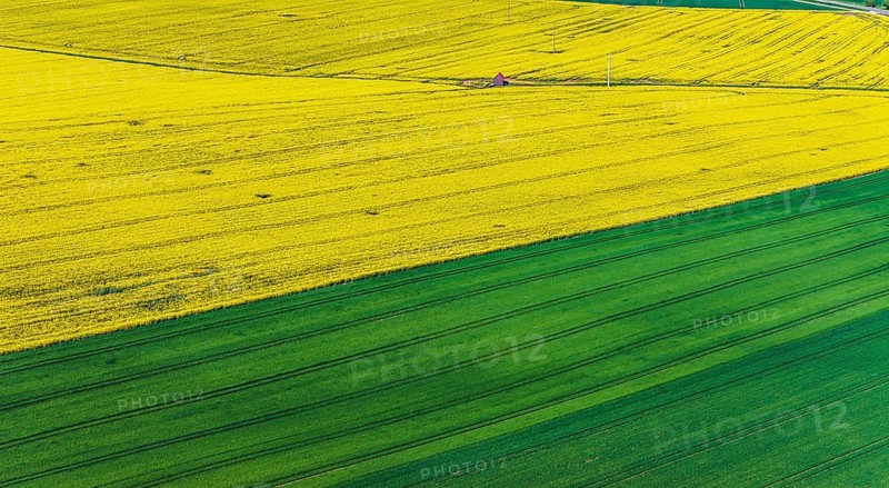 Rape field in bloom with a small house. Landscape near Dornstadt Baden-Württemberg, Germany, Europe