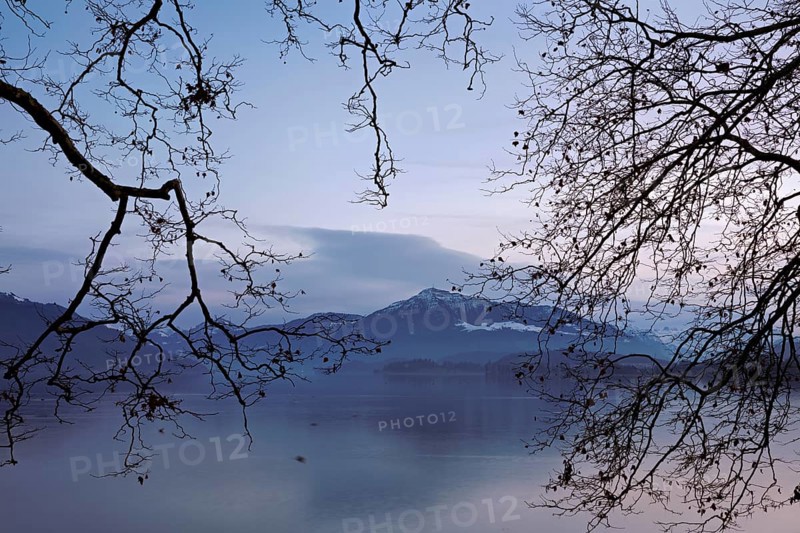 Morning atmosphere at Lake Zug with a tree in the foreground, the Rigi in the background, Cham, Canton Zug