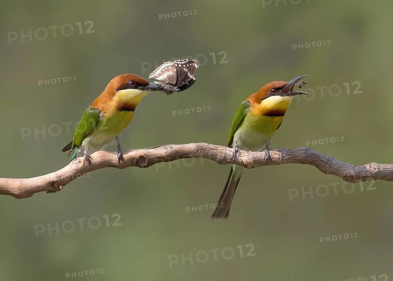 Chestnut-headed Bee-eater (Merops leschenaulti) perched on a branch, Penang, Malaysia, Asia