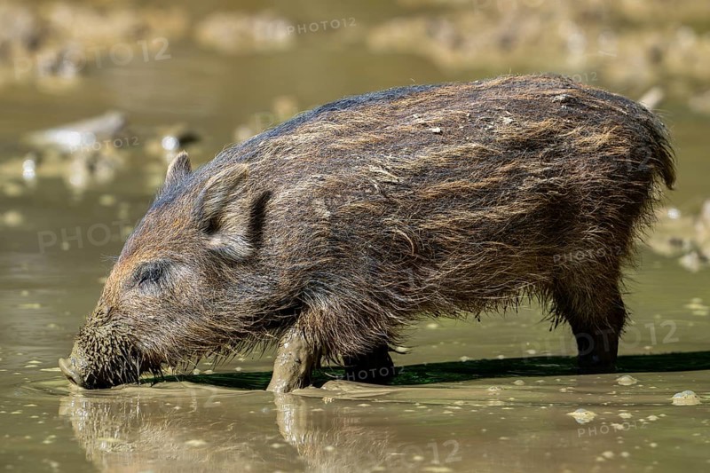 Wild boar (Sus scrofa) squeaker foraging in the mud of puddle in forest in spring