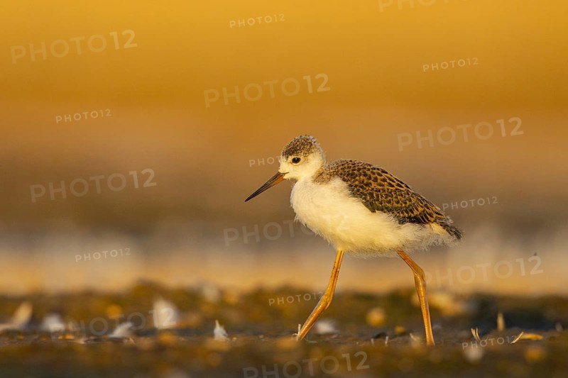 Black-winged Stilt (Himantopus himantopus) juvenile foraging, North Rhine-Westphalia, Germany, Europe