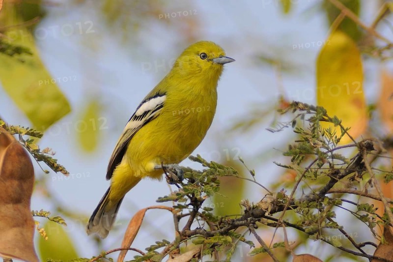 Marshall's Iora (Aegithina nigrolutea), India, Asia