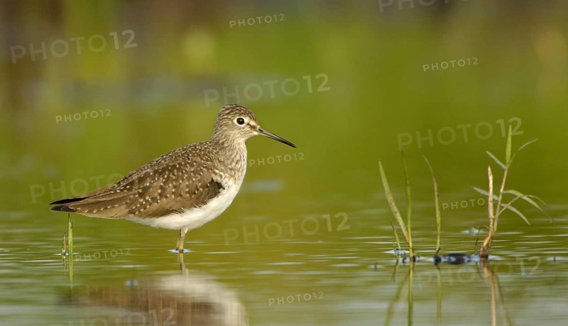 Solitary Sandpiper (Tringa solitaria), Texas, USA, North America