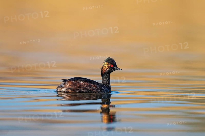 Black-necked Grebe (Podiceps nigricollis), Baden-Wuerttemberg, Germany, Europe