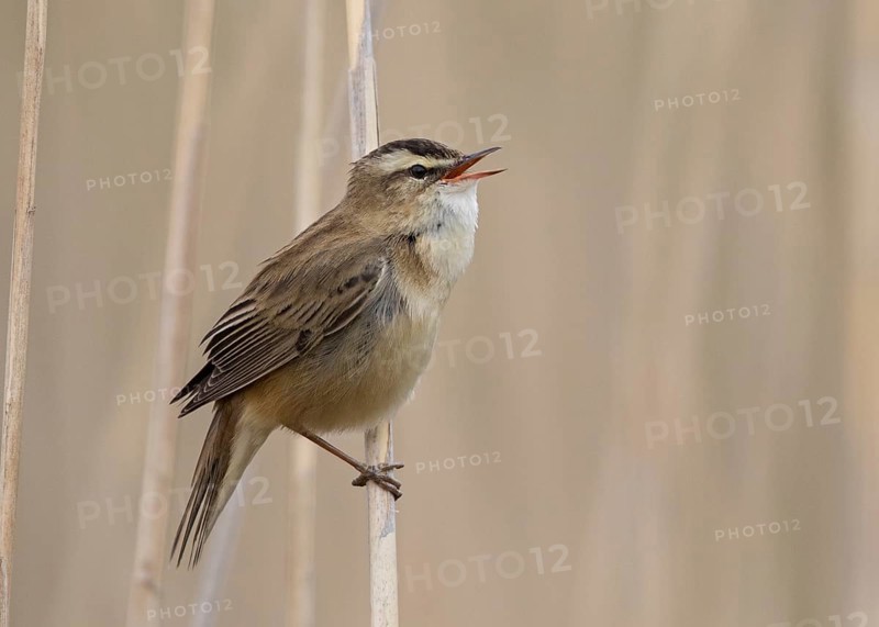 Sedge Warbler (Acrocephalus schoenobaenus) singing in reedbed, Wales, United Kingdom, Europe