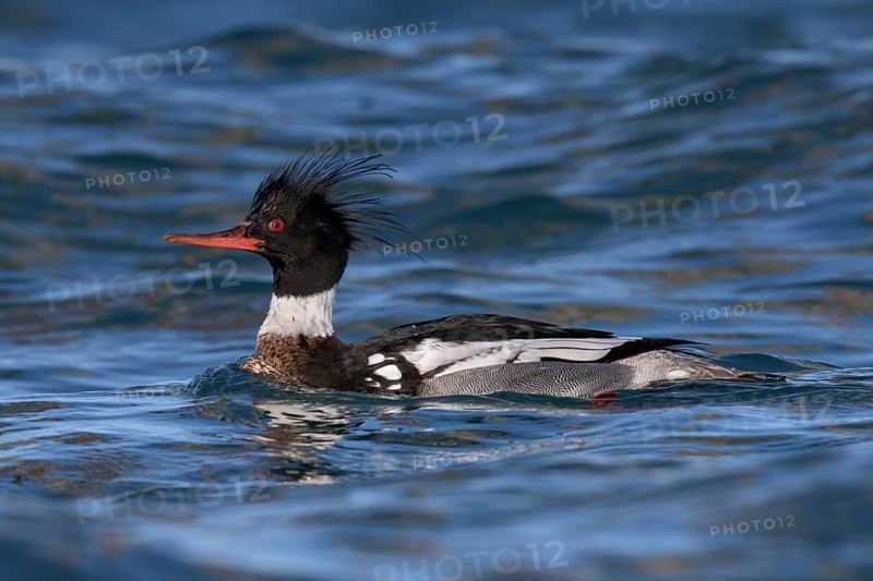 Red-breasted Merganser (Mergus serrator) male, Alaska, USA, North America