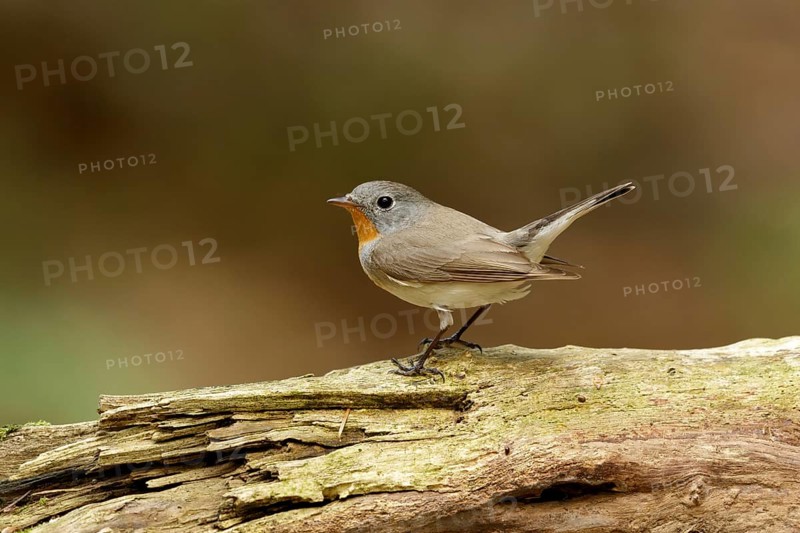 Red-breasted Flycatcher sitting in a tree at the Hoge veluwe Netherlands