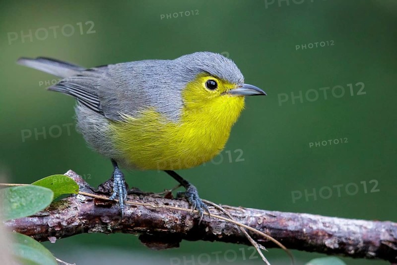 Oriente Warbler (Teretistris fornsi) perched on a branch in Cuba