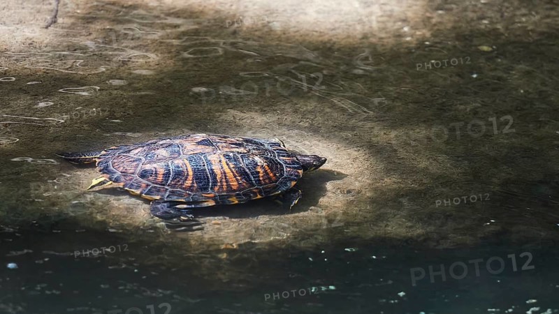 Yellow-cheeked tortoise (Trachemys scripta scripta), resting on a rock by the water, peaceful atmosphere, Rodini Park, Municipal Park, Rhodes Town, Rhodes, Dodecanese, Greek Islands, Greece, Europe