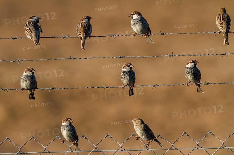 Spanish Sparrow (Passer hispaniolensis) male and female, Andalusia, Spain, Europe