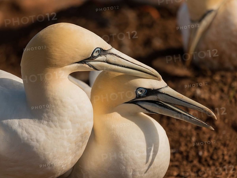 Northern Gannet (Morus bassanus) pair displaying, Schleswig-Holstein, Germany, Europe