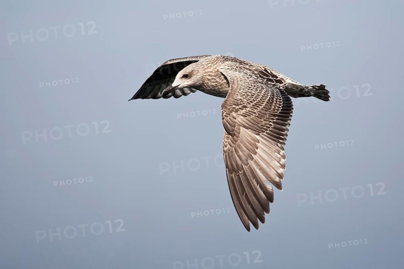 European Herring Gull (Larus argentatus) juvenile flying, Baltic Sea, Germany, Europe