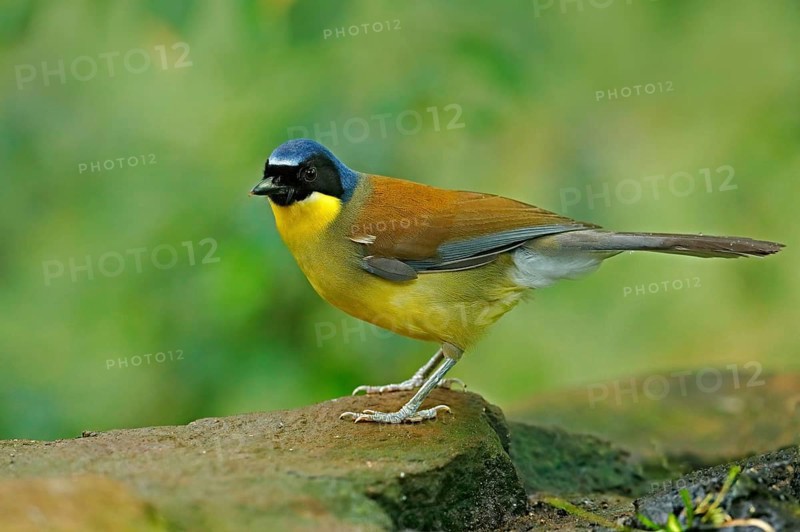 Blue-crowned laughingthrush or Courtois's laughingbird, Garrulax Dryonastes courtoisi. Blue, yelow and black songbird. Bird sitting on rock with green background, China. Rare bird in nature habitat
