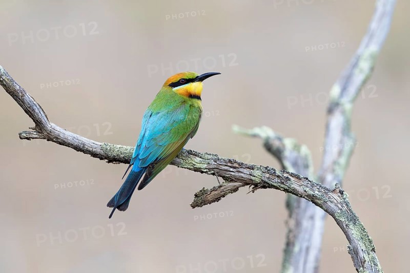 Rainbow Bee-eater (Merops ornatus) female perched on a branch, Victoria, Australia, Oceania