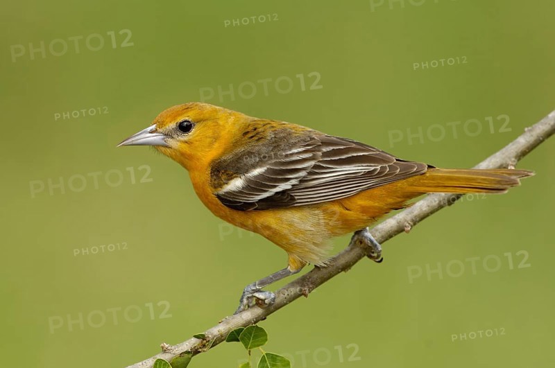 Baltimore Oriole (Icterus galbula) female, Texas, USA, North America
