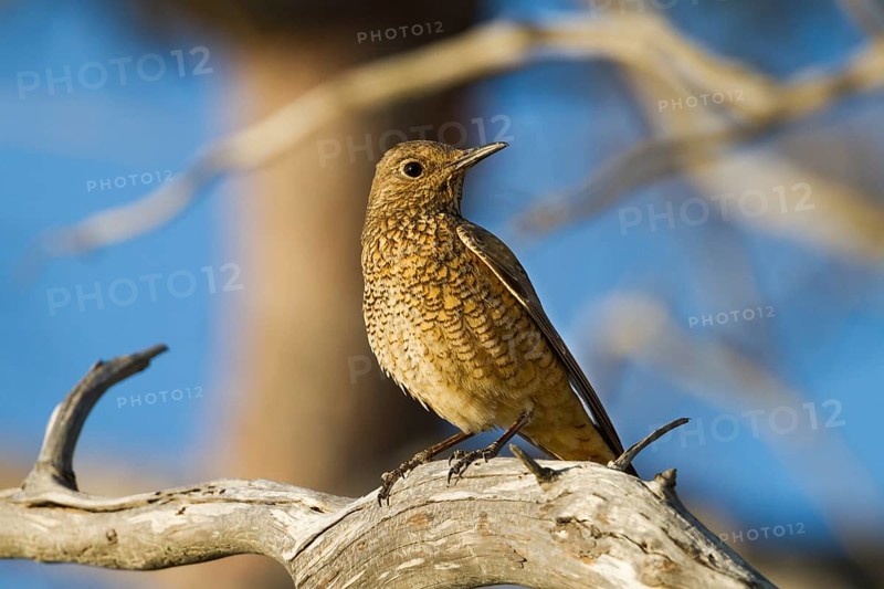 Common Rock Thrush (Monticola saxatilis) female, Cyprus, Europe