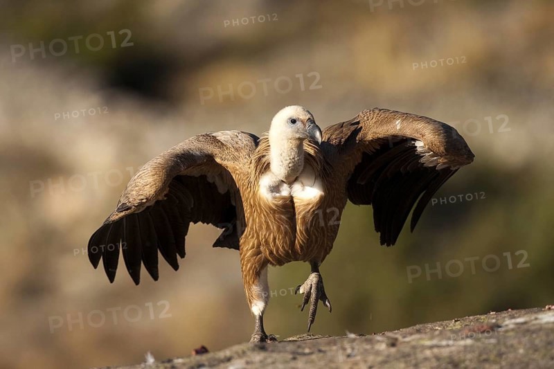 Griffon Vulture (Gyps fulvus) juvenile, Madrid, Spain, Europe